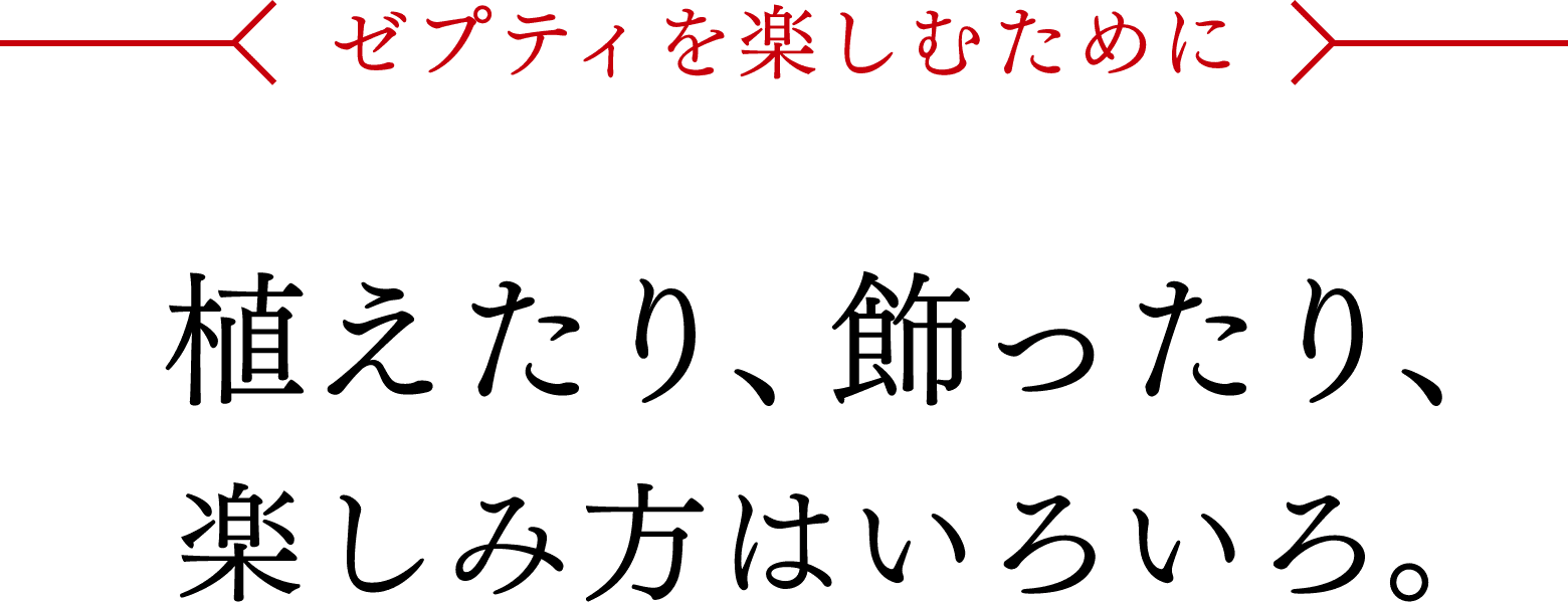 ゼプティを楽しむために - 植えたり、飾ったり、楽しみ方はいろいろ。