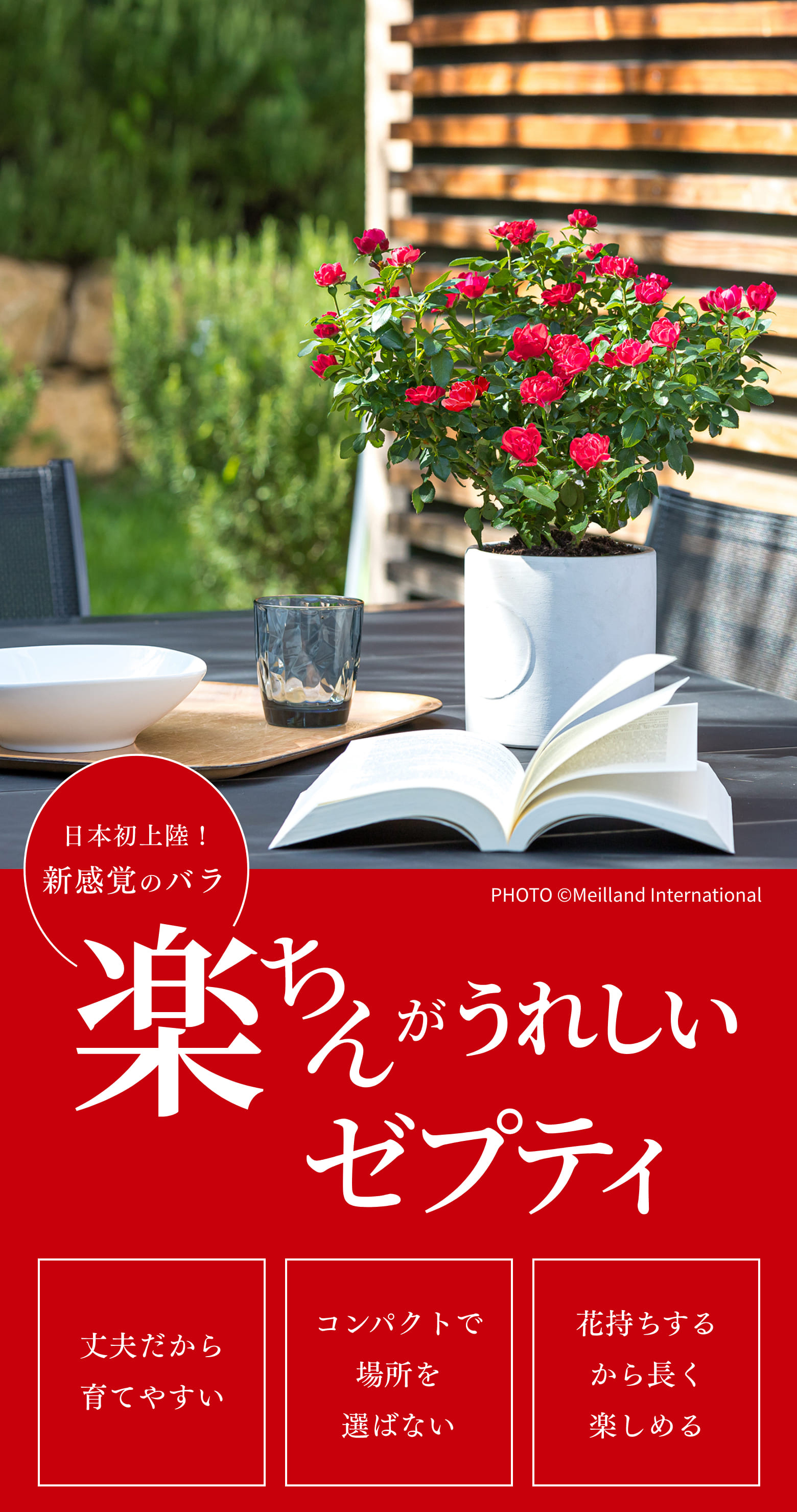 日本初上陸！新感覚のバラ 楽ちんがうれしいZepeti（ゼプティ）