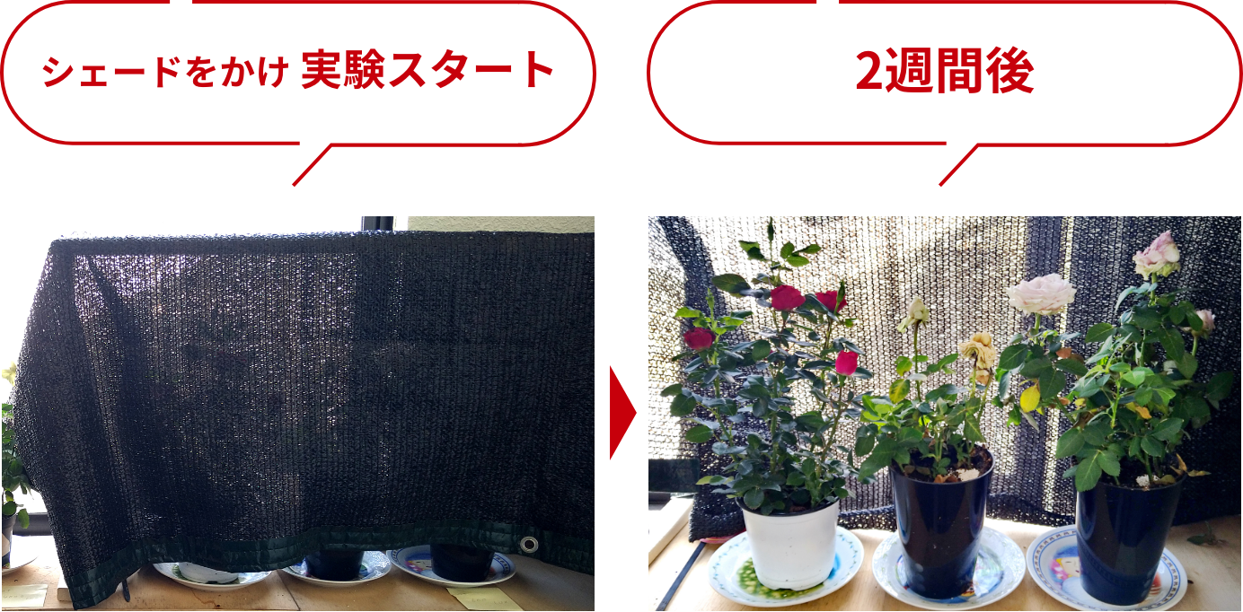 シェードをかけ実験スタート：2週間後