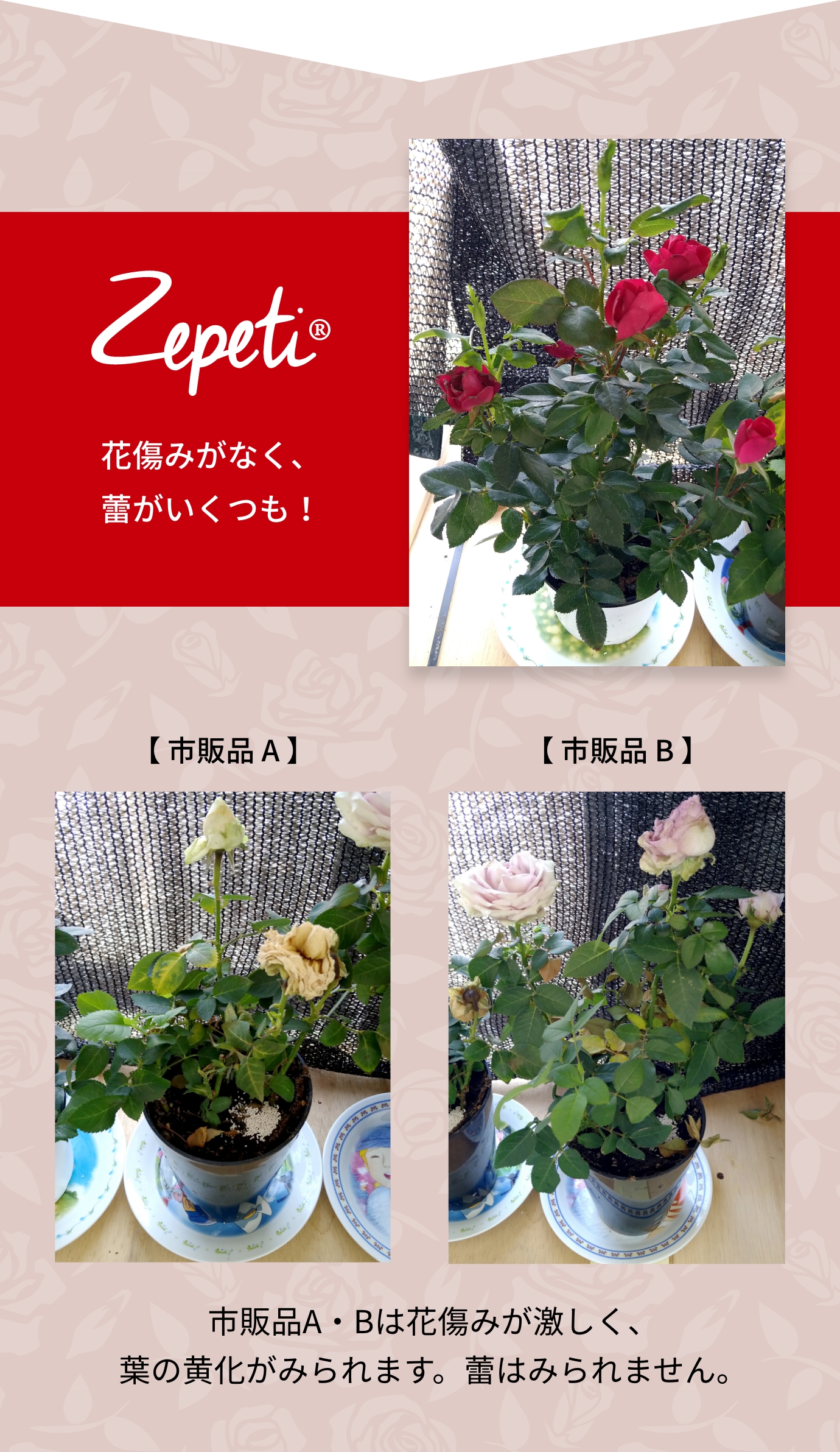 花傷みがなく、蕾がいくつも！