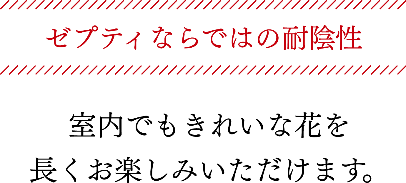 ゼプティならではの耐陰性