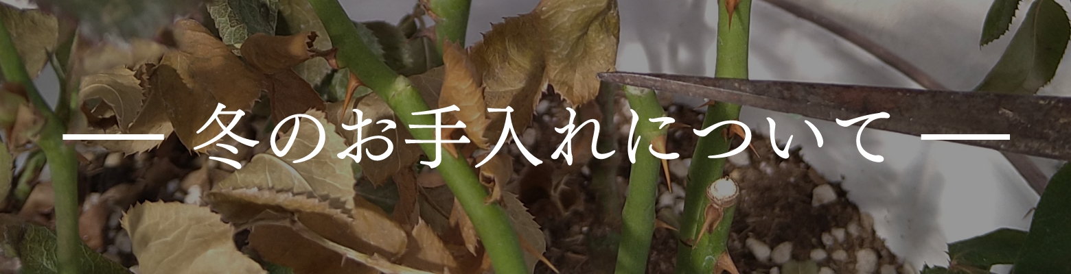 冬のお手入れについて
