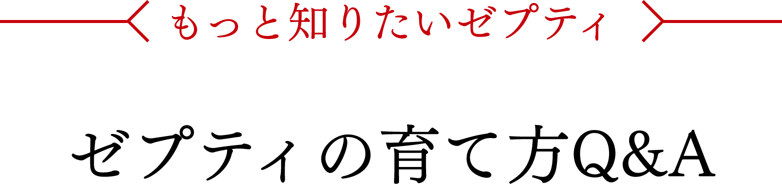 もっと知りたいゼプティ ゼプティの育て方Q&A