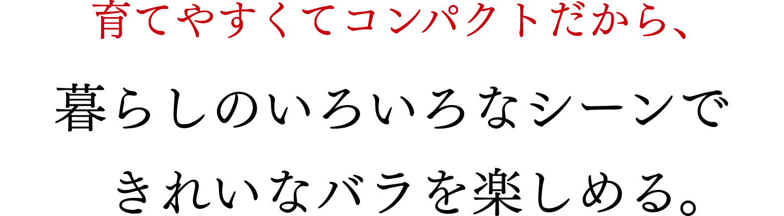 育てやすくてコンパクトだから、暮らしのいろいろなシーンできれいなバラを楽しめる。