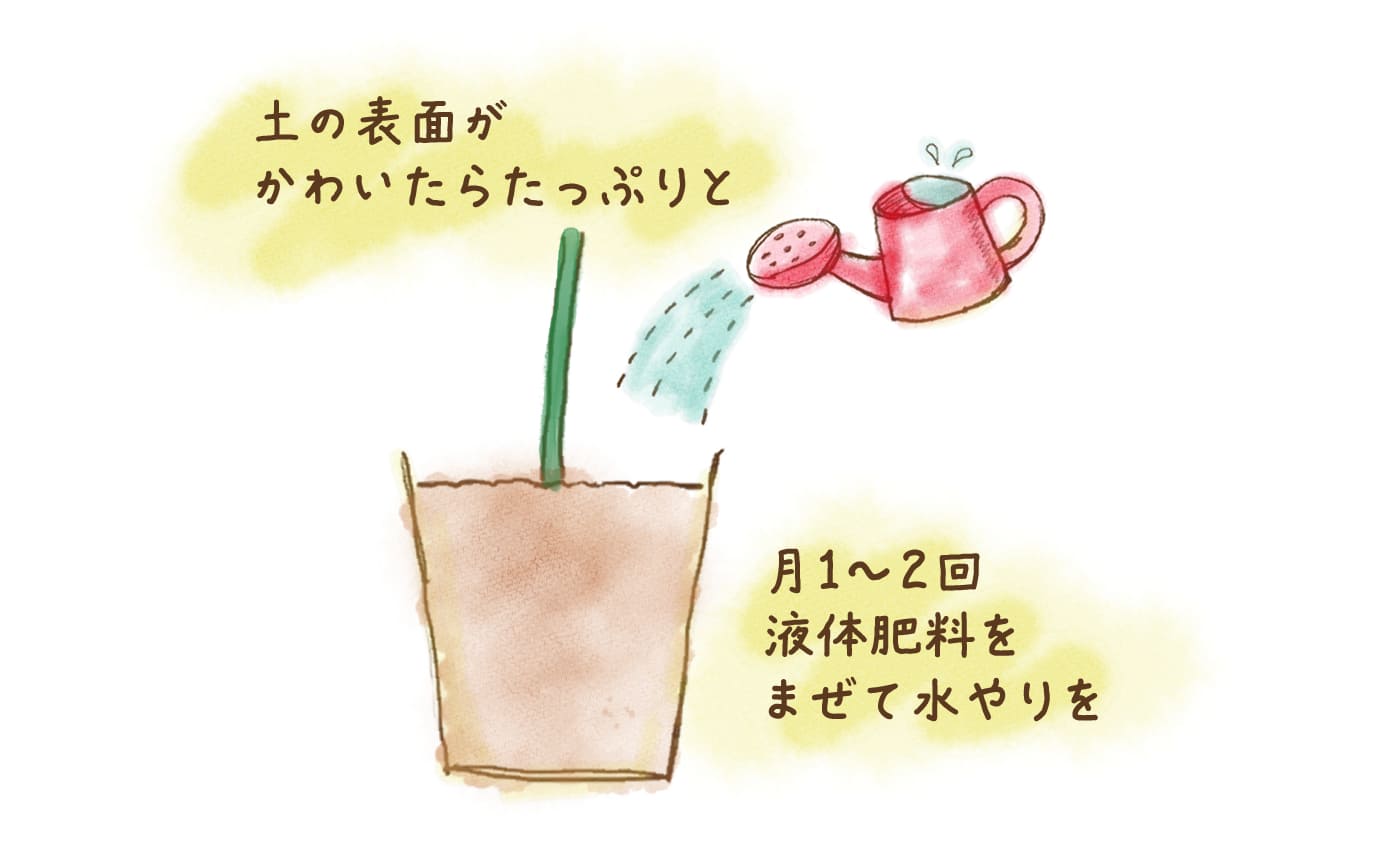 水やりと月1-2回の肥料だけ！