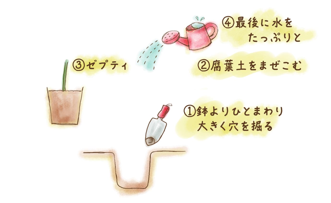 まずは植え替えを！