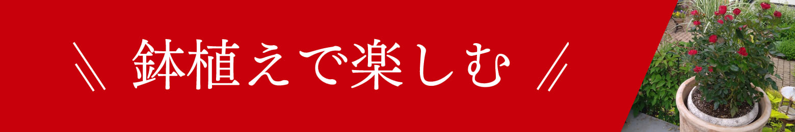 鉢植えで楽しむ