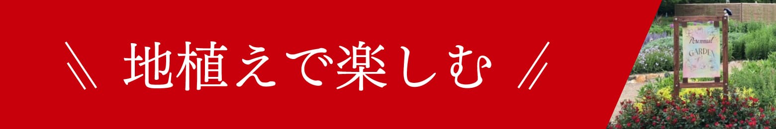 地植えで楽しむ