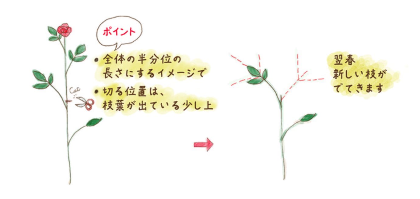 ■鉢植え・地植え共通