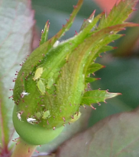 植物全般によくつくアブラムシ