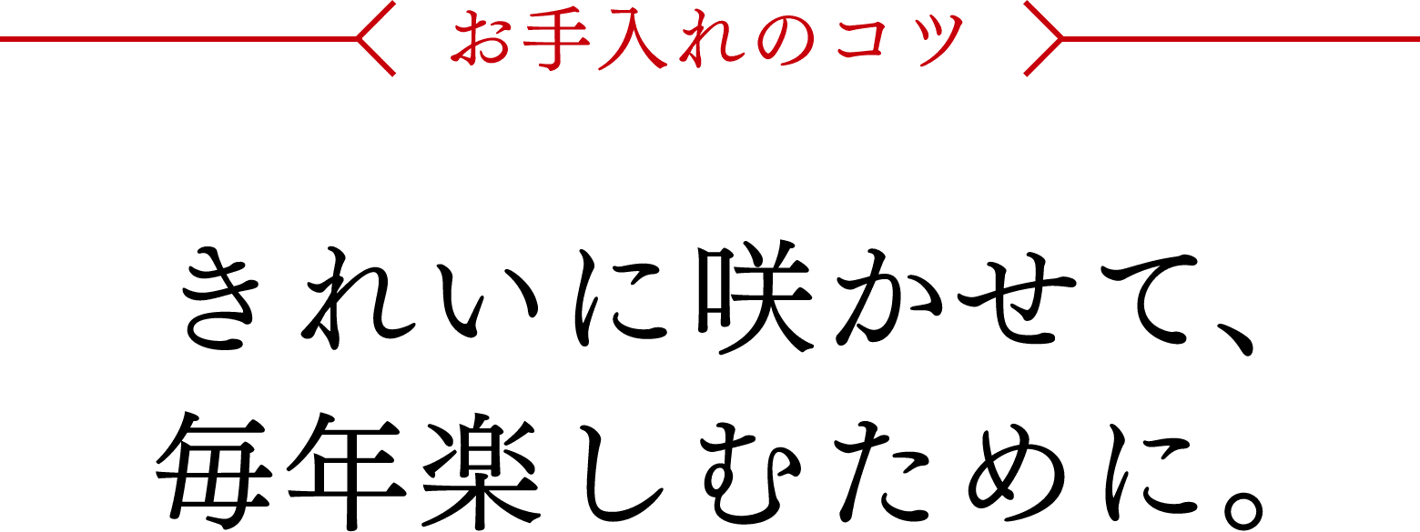 お手入れのコツ - きれいに咲かせて、毎年楽しむために。